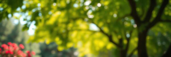 Beautiful sunny day in the park with vibrant green trees and colorful flowers blooming photo