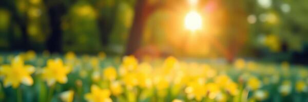 Sunlit garden blooming with vibrant yellow flowers during late afternoon in spring photo