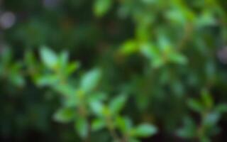 Green foliage with blurred background showcasing the beauty of nature in an outdoor setting during daytime photo