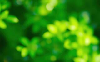Lush green foliage in a vibrant outdoor setting depicting nature's beauty during daylight hours photo