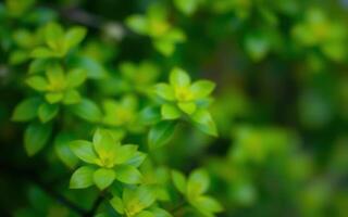 Close-up of lush green leaves in a vibrant garden during the afternoon sunlight photo