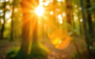 Morning sunlight filters through trees in a tranquil forest setting photo