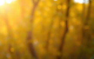 Warm golden light filters through trees in a tranquil forest during early morning hours photo
