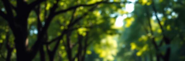 Sunshine filters through lush green trees in a vibrant park during a warm afternoon walk photo