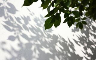 Shadows of green leaves cast on a white wall during a sunny afternoon photo
