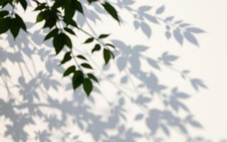 Shadows of green leaves cast on a white wall during sunny daylight hours creating a tranquil atmosphere photo