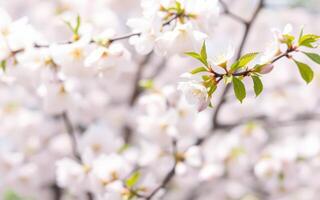 Cherry blossoms bloom in a serene park during spring, showcasing nature's beauty and vitality photo