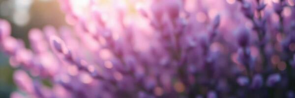 Lavender blooms captured during golden hour with soft, diffused light illuminating the vibrant purple petals photo