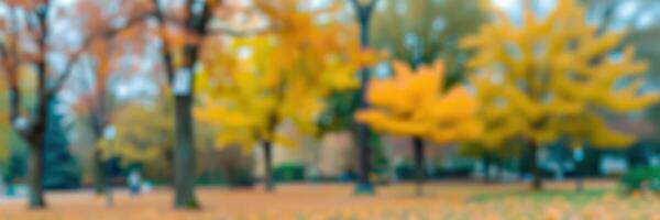 Autumn foliage creates a vibrant landscape in a city park during the early afternoon light photo