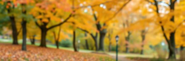 Colorful autumn foliage creates a serene atmosphere in a park during a sunny day photo
