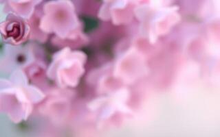 Delicate pink flowers in soft focus create a calming and serene atmosphere in a garden setting photo