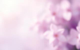 Soft purple flowers create a serene atmosphere in a blurred background of nature photo