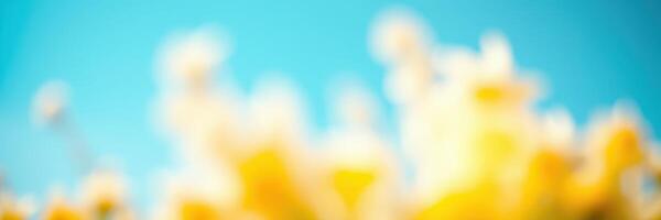 Bright yellow flowers blooming under a clear blue sky, capturing the essence of springtime and nature's beauty in a vibrant landscape photo