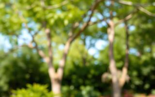 Vibrant greenery in a sunny garden showcasing lush leaves and tree silhouettes photo