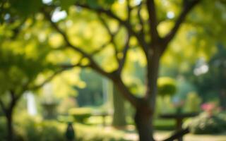 Sunny afternoon in a lush park with vibrant greenery and gentle sunlight filtering through trees photo