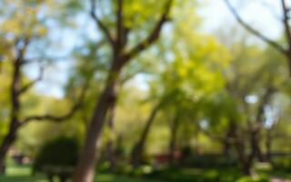 Lush green park filled with trees and sunshine on a bright spring day photo