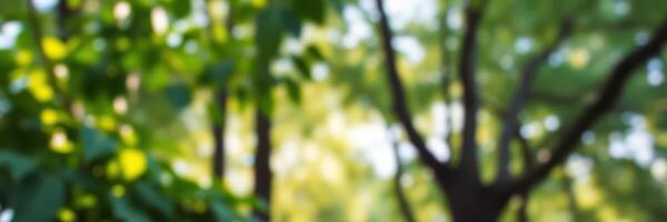 Vibrant green foliage creates a serene atmosphere in a dense forest during a sunny afternoon photo