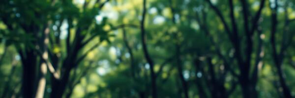 Lush green forest pathway inviting exploration during bright sunlight hours photo
