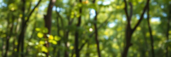 Lush green forest with sunlight filtering through the trees during a bright summer day photo