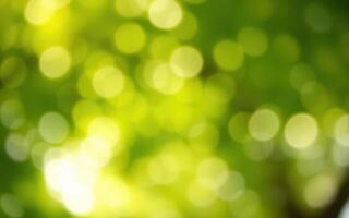 Soft green bokeh creates a tranquil atmosphere in a sunlit forest setting with blurred natural elements photo