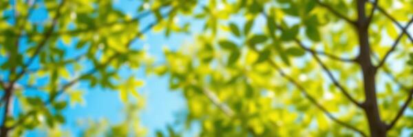Lush green leaves sway gently under a clear blue sky on a sunny day in a vibrant natural setting photo