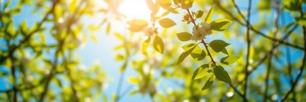 Sunlight filtering through lush green leaves in a peaceful outdoor setting during springtime photo