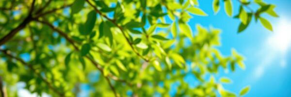 Bright green leaves basking in sunlight against a clear blue sky during a serene afternoon in a park photo