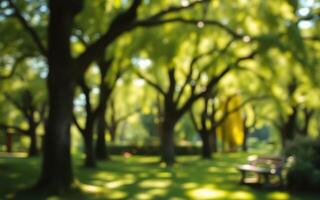 Lush green park with large trees and benches on a sunny afternoon in a tranquil setting photo