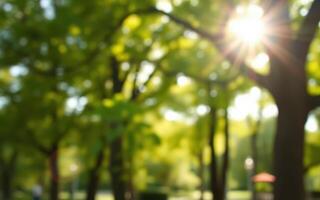 Sunlight filters through leaves in a vibrant green park during a warm afternoon photo