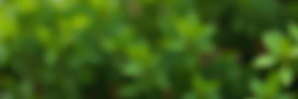 Vibrant green foliage in a sunny garden showcasing the beauty of nature during the afternoon hours photo