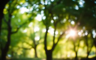 Beautiful sunlit trees in a tranquil park during a bright afternoon in spring photo