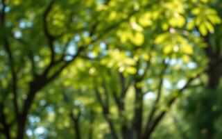 Lush green trees creating a vibrant canopy in a sunlit forest during summer photo
