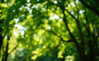 Lush green leaves creating a vibrant canopy in a tranquil forest during the spring season photo