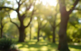 Soft sunlight filters through lush trees in a serene park setting during a warm afternoon photo