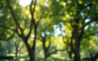 Soft sunlight filters through lush green trees in a tranquil park during a serene afternoon photo