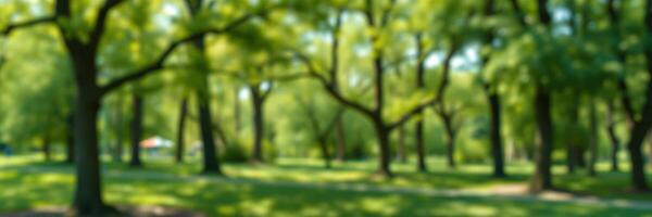 Lush green park filled with trees during a sunny day inviting leisurely strolls and outdoor activities photo