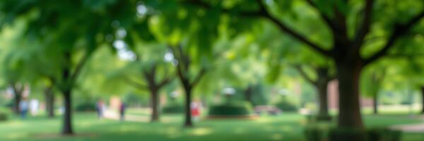 People enjoying a sunny day in a lush green park surrounded by trees and open space during the afternoon photo