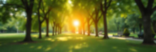 Beautiful park with sunlight filtering through trees during late afternoon in the city photo