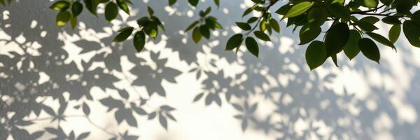Green leaves cast intricate shadows on a white wall during daylight showcasing nature's beautiful patterns photo