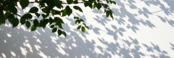 Shadows of leaves creating abstract patterns on a blank white wall during daylight photo