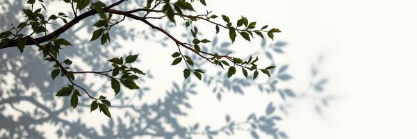 Shadows of leaves dance on a light background creating intricate patterns during a sunny afternoon photo