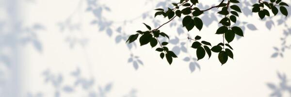 Shadows of leaves gently dancing on a light-colored surface in soft daylight hours photo