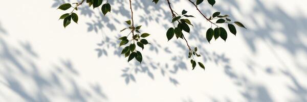 Shadows of leaves dance upon a white wall during a sunny afternoon in a serene garden setting photo