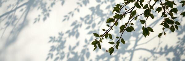 Shadows of leaves dance on a light background during a sunny afternoon in a peaceful outdoor setting photo