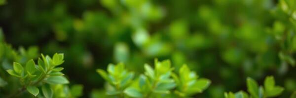 Fresh green foliage displays vibrant colors in a sunlit garden area during springtime photo