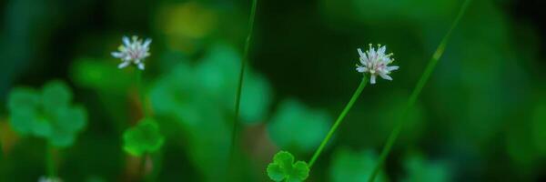 Delicate white flowers blooming among lush green foliage in an outdoor garden during springtime photo