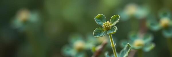 Close-up view of delicate green flower blooming in a tranquil garden during early morning light photo