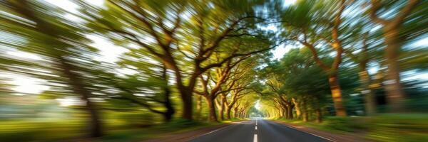Road lined with trees creates a picturesque view during sunset in a serene forested area photo