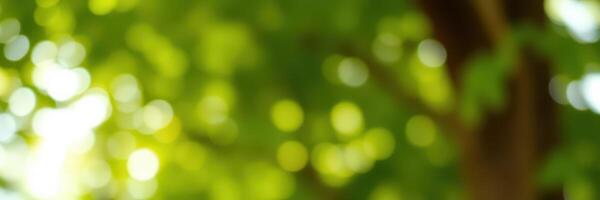 Soft sunlight filters through lush green leaves in a serene forest setting during a warm afternoon photo