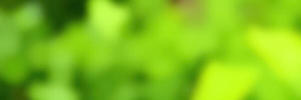 Vibrant green foliage in a lush garden during a sunny afternoon showcases nature's tranquility and beauty photo